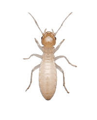 Termites